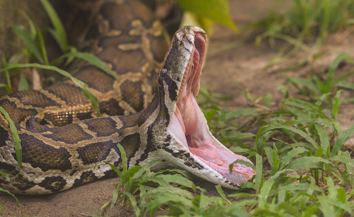 Indonesian Woman Who Went Missing Found Inside A Python After 3 Days