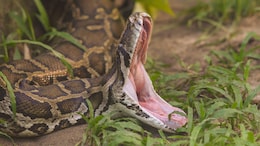 Indonesian Woman Swallowed By Python Near Home, Husband Found Slipper, Pants