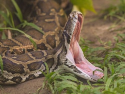 15.5 Feet Python Rescued From Tamil Nadu Field, Released Into Forest