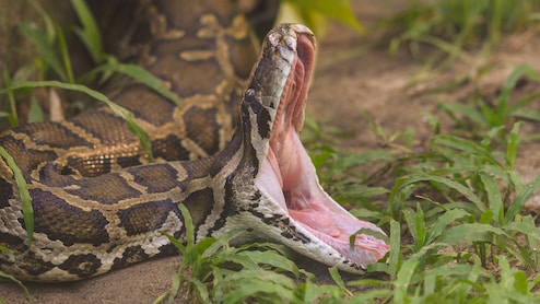 10-Foot-Long Rock Python Rescued From Housing Society In Mumbai