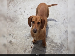 Small Dogs With Long Nose Live Longer Than Large Flat-Faced Ones: Research Small Dogs With Long Nose Live Longer Than Large Flat-Faced Ones: Research