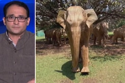 Shrinking Habitat, Increasing Elephant-Human Conflict: Experts Shrinking Habitat, Increasing Elephant-Human Conflict: Experts