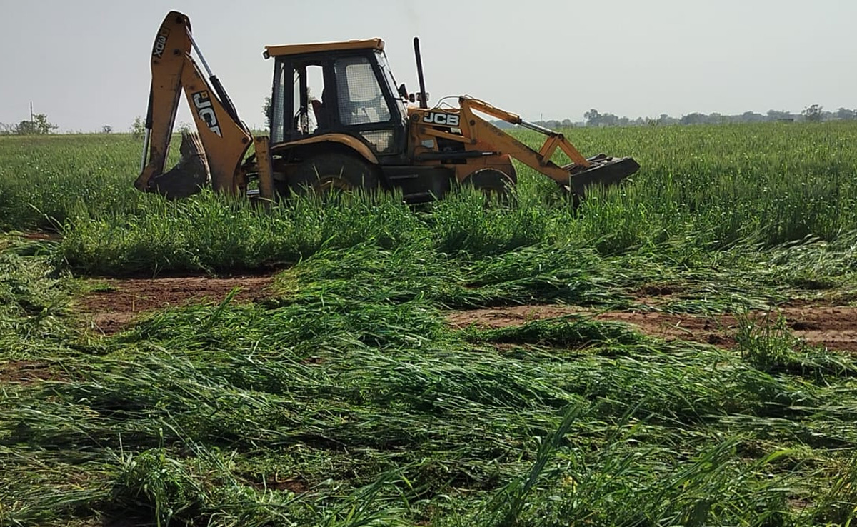 Sheopur News : 100 बीघा जमीन पर खड़ी गेहूं और सरसों की फसल पर कलेक्टर ने चलवा दी बुलडोजर, जानिए- क्यों उठाया ये कदम