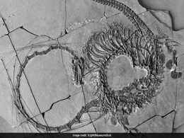 Scientists Discover 240-Million-Year-Old "Chinese Dragon" Scientists Discover 240-Million-Year-Old "Chinese Dragon"