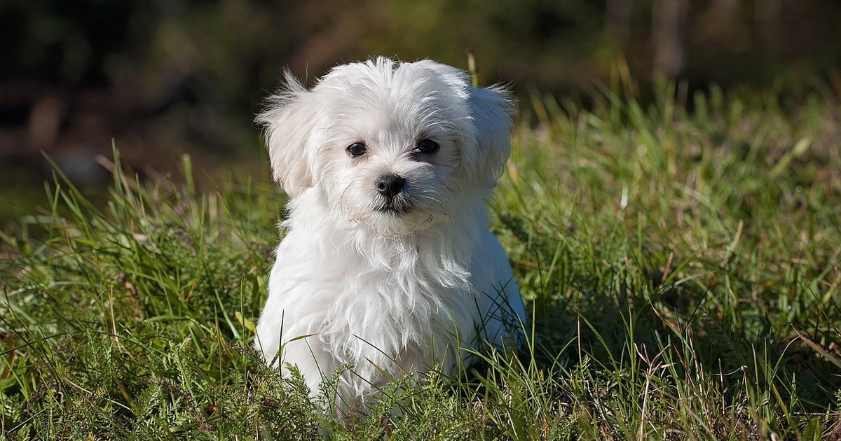 World's Favourite Dog Breeds 2024