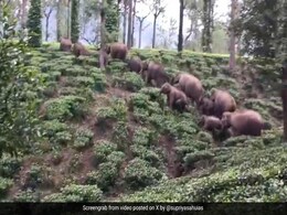 पहाड़ियों में परिवार के साथ घूमता दिखा हाथियों का झुंड, IAS ने शेयर किया अद्भुत नज़ारे का Video पहाड़ियों में परिवार के साथ घूमता दिखा हाथियों का झुंड, IAS ने शेयर किया अद्भुत नज़ारे का Video