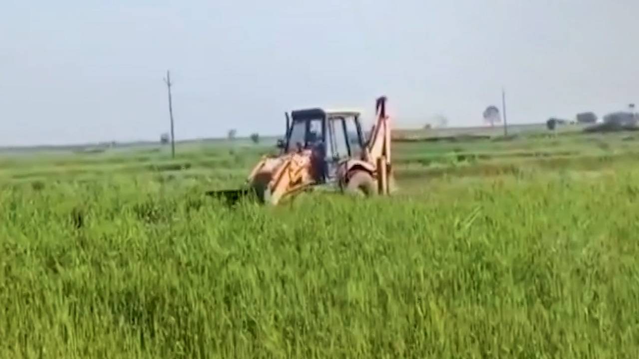 श्योपुर में 100 बीघा जमीन में फसल पर क्यों चला बुलडोजर? देखिए