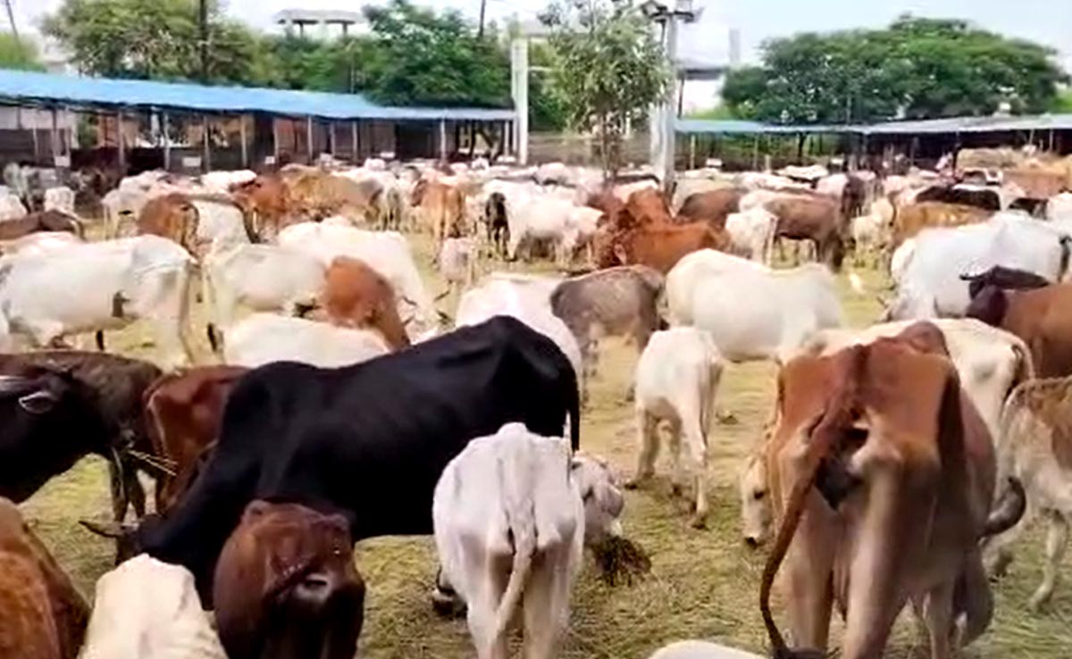 प्रदेश में गौशालाओं की हालत है बेहद नाजुक, जरूरत से ज्यादा गायें रखने से बढ़ रही है परेशानी...