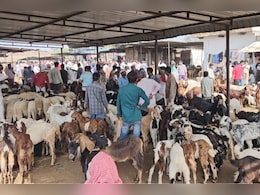 राजस्थान के इस बकरा मार्केट में 2 दिन में होता है करोड़ों का व्यापार, विदेशों तक फैला है इसका कारोबार