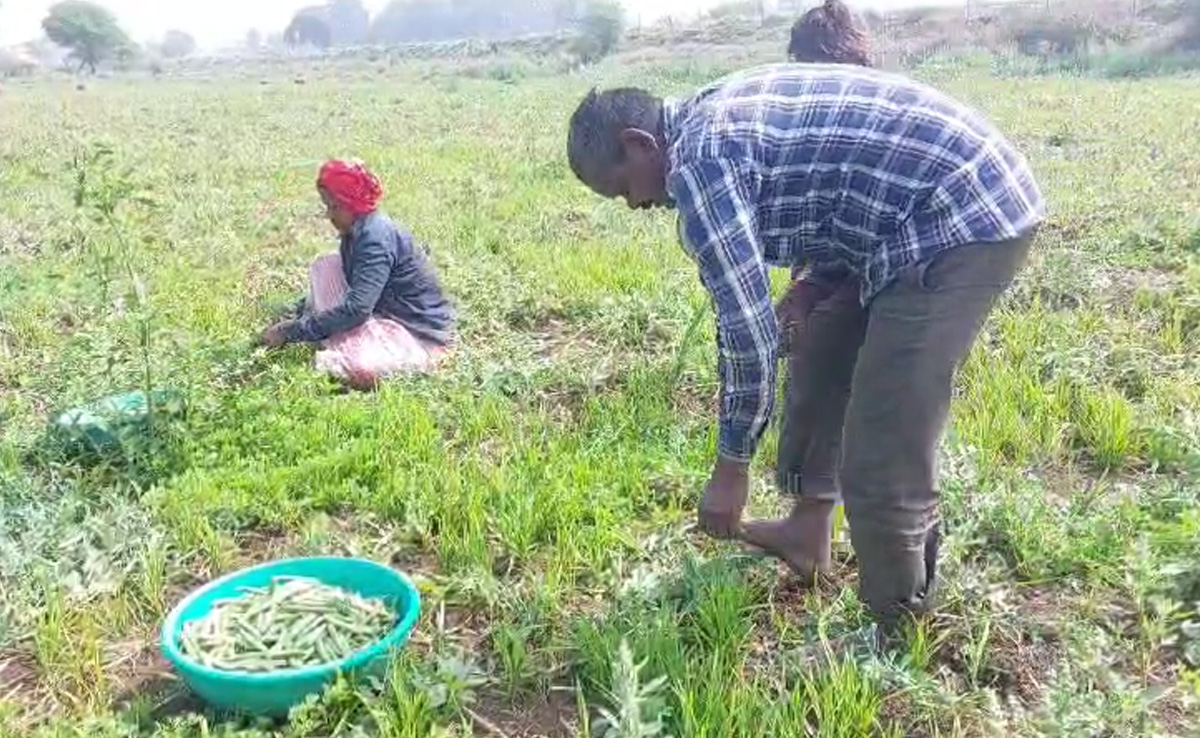 एमएसपी के मुद्दे के साथ बारिश और ओलावृष्टि के बाद मुआवजा ना मिलने से किसान दिख रहे हैं आंदोलित, सरकार से लगा रहे हैं गुहार