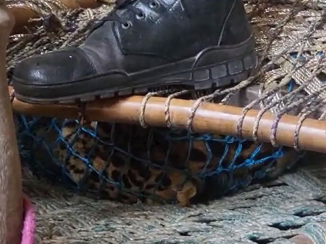 Video: Leopard Strays Into UP House, Dies After Being Trapped Under Cot