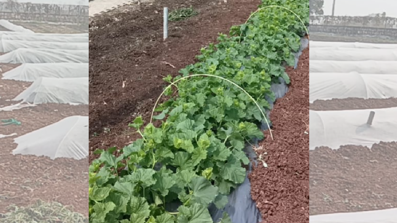 किसानों के लिए अनोखा इनोवेशन, समय से पहले होगी फसलें तैयार!