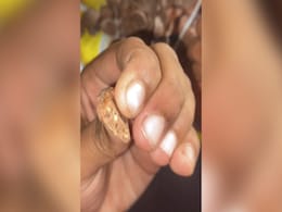Watch: Man Finds 'Worms' Inside Kellogg's Chocos, Company Responds Watch: Man Finds 'Worms' Inside Kellogg's Chocos, Company Responds