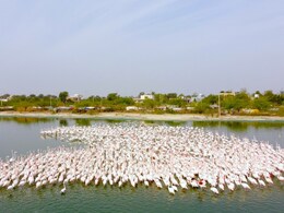 'राजहंस' का आशियाना बना डीडवाना, 7 समुंदर पार कर आए प्रवासी पक्षी अब घर लौटने को तैयार नहीं