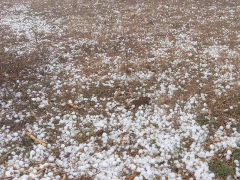 Rain-Hailstorm: MP में ओलावृष्टि के साथ बारिश, IMD ने जारी किया रेड अलर्ट