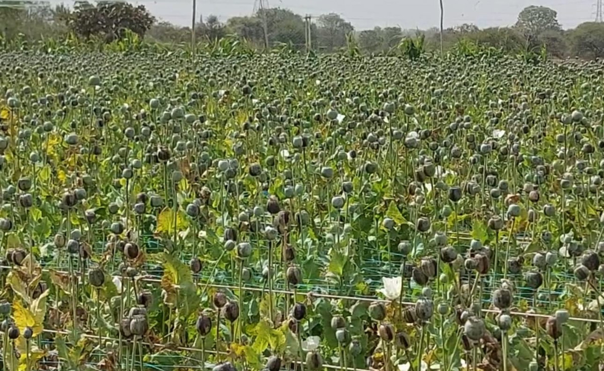 Mandsaur: अफीम की फसल में काली मस्सी रोग, पैदावार घटने की आशंका, किसान हो रहे परेशान