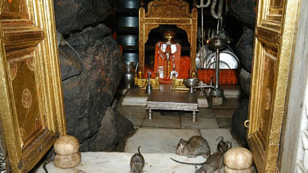 हजारों चूहों से भरा यह करणी मंदिर, भक्तों को मिलता है इन्हीं का जूठा प्रसाद