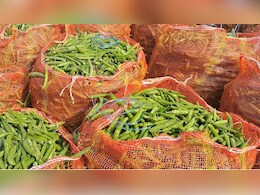 राजस्थान में मटर के किसानों पर मौसम की मार, उचित दाम के लिए सरकार से लगाई गुहार राजस्थान में मटर के किसानों पर मौसम की मार, उचित दाम के लिए सरकार से लगाई गुहार