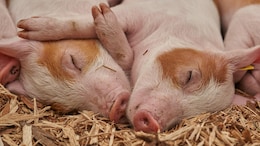 From Bartending To Pampering Pigs: French Barmaid Becomes A Pig Pedicurist