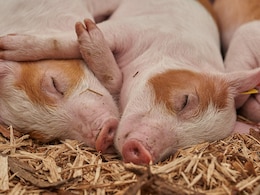 Bird Flu Detected In Pigs, Virologists Concerned