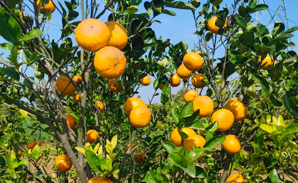 Bharatpur: संतरे की खेती से हर साल लाखों की कमाई कर रहे किसान, इस तरह मिल रहा दोगुना फायदा