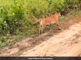 जंगल सफारी पर निकले थे टूरिस्ट, अचानक झाड़ियों से निकला बाघ, ऐसे दहाड़ा कि कांप उठे लोग, गाड़ी की ओर दौड़ा और फिर... जंगल सफारी पर निकले थे टूरिस्ट, अचानक झाड़ियों से निकला बाघ, ऐसे दहाड़ा कि कांप उठे लोग, गाड़ी की ओर दौड़ा और फिर...