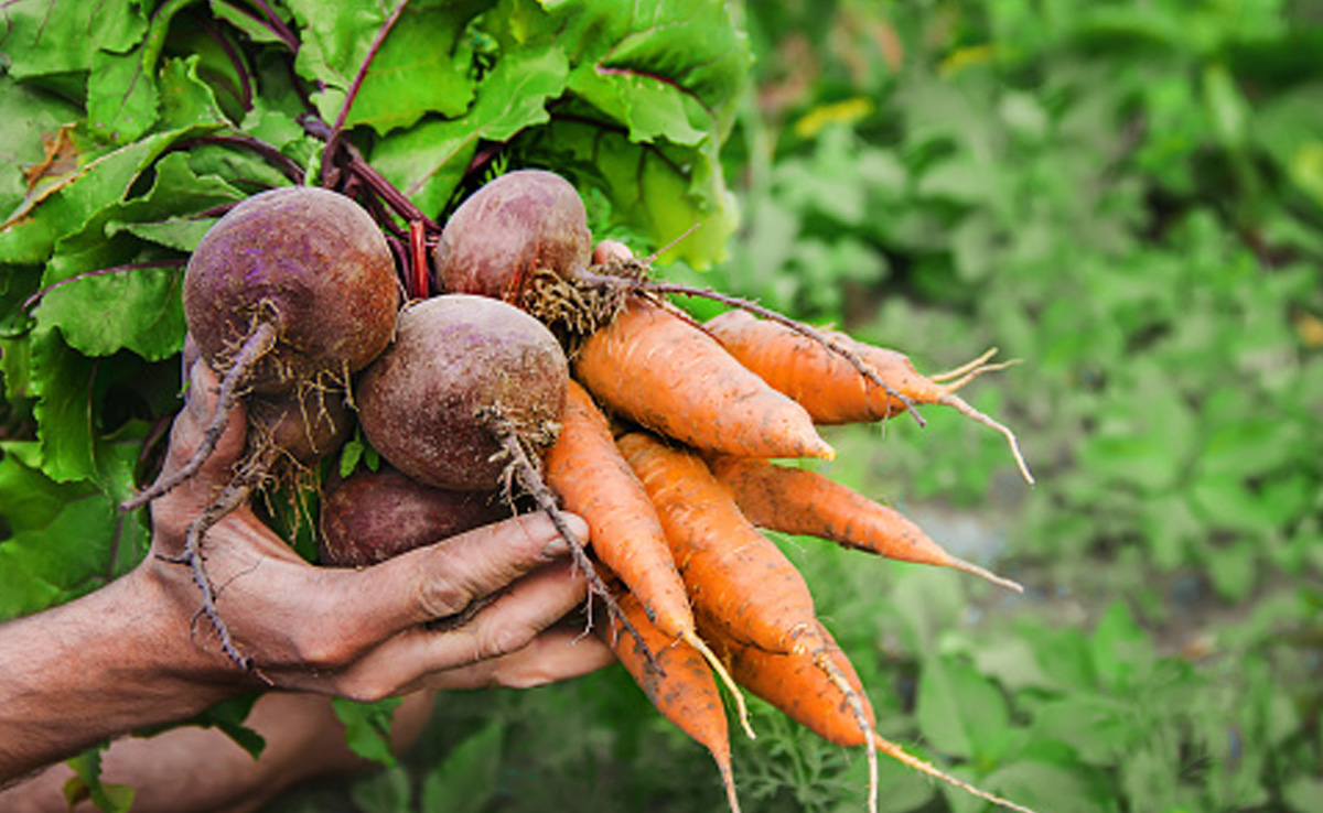 Raw vegetables are high in fibre and can potentially cause bloating