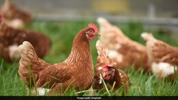 Nearly 4 Lakh Chickens Die In Andhra, Samples Being Tested For Cause
