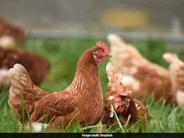 Nearly 4 Lakh Chickens Die In Andhra, Samples Being Tested For Cause Nearly 4 Lakh Chickens Die In Andhra, Samples Being Tested For Cause