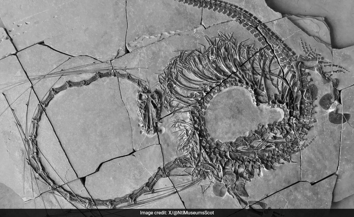 Scientists Discover 240-Million-Year-Old "Chinese Dragon" - Vimarsana News