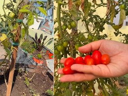 Watch: How To Grow Cherry Tomatoes At Your Home In February And March Watch: How To Grow Cherry Tomatoes At Your Home In February And March