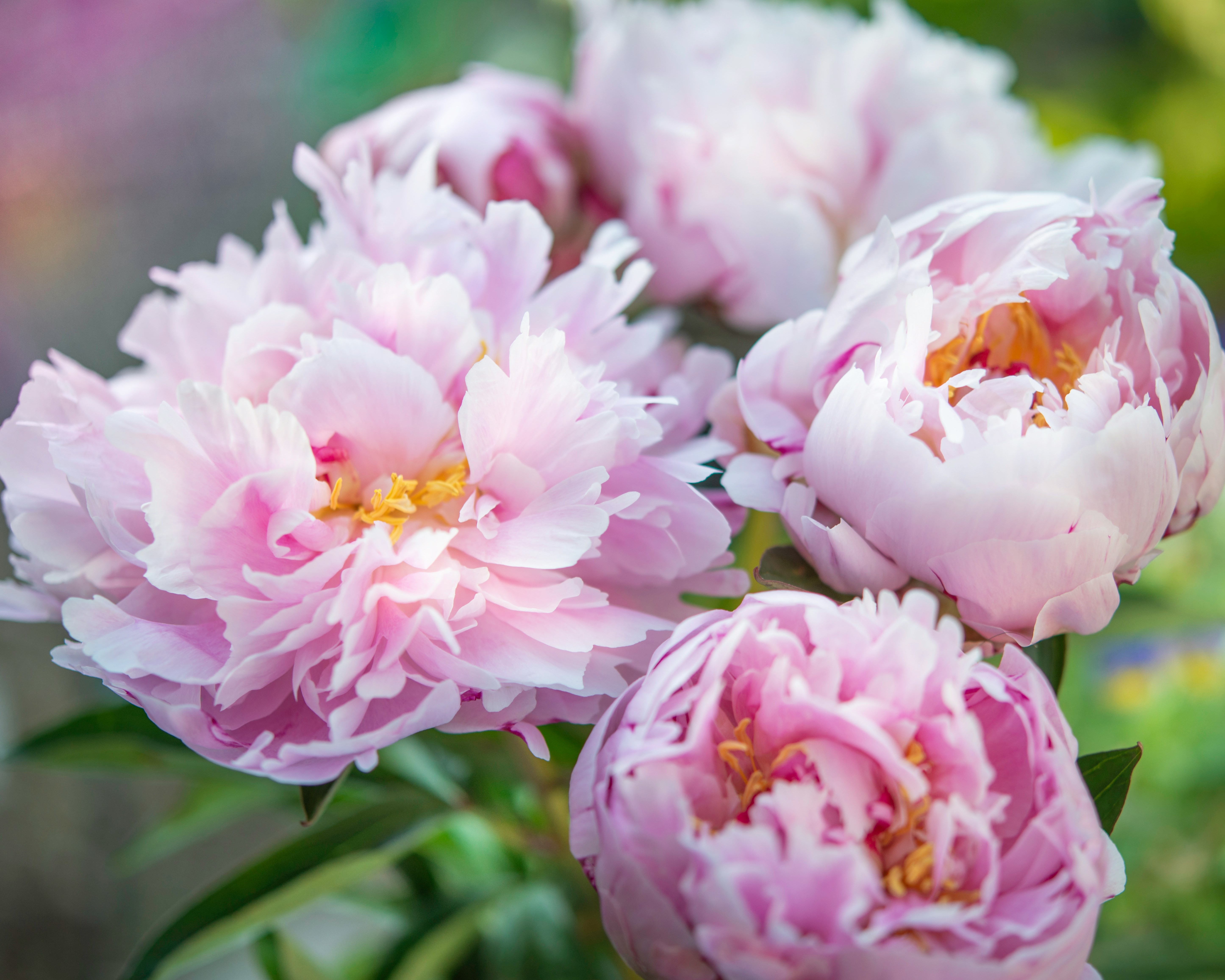 अब विदेश में नहीं, अपने देश में उठाइए वसंत ऋतु का मजा! भारत में इस जगहों में घूमने का लीजिए आनंद