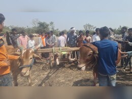 घोड़ों की नहीं MP के इस जिले में होती है बैलगाड़ियों की रेस, बढ़-चढ़कर हिस्सा लेते हैं लोग