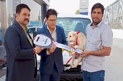 झुंझुंनू में पशुओं के लिए फ्री एंबुलेंस सेवा शुरू झुंझुंनू में पशुओं के लिए फ्री एंबुलेंस सेवा शुरू