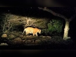 राजस्थान के टाइगर रिजर्व से भागा बाघ, MP सीमा पर कर रहा मूवमेंट, ट्रैसिंग में जुटा वन विभाग 