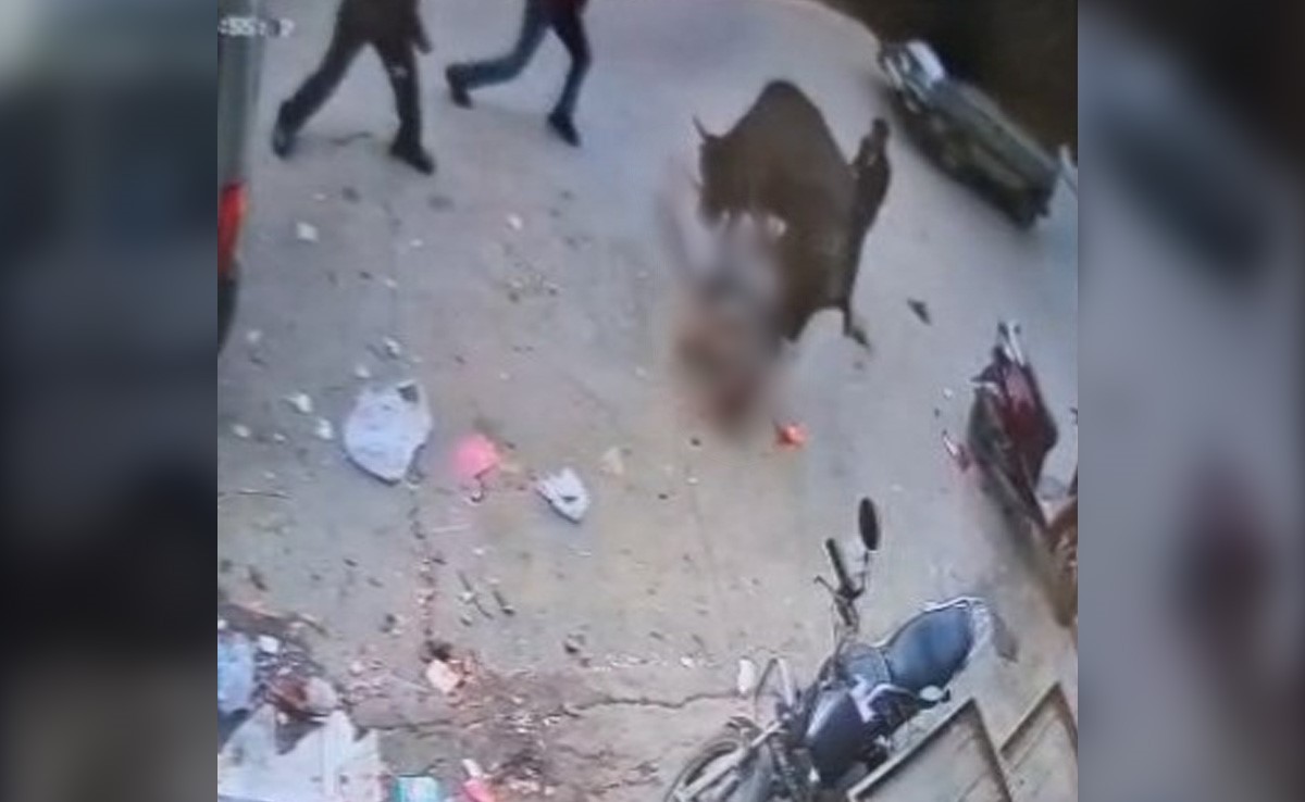 Man Killed In Bull Attack In South Delhi: Police