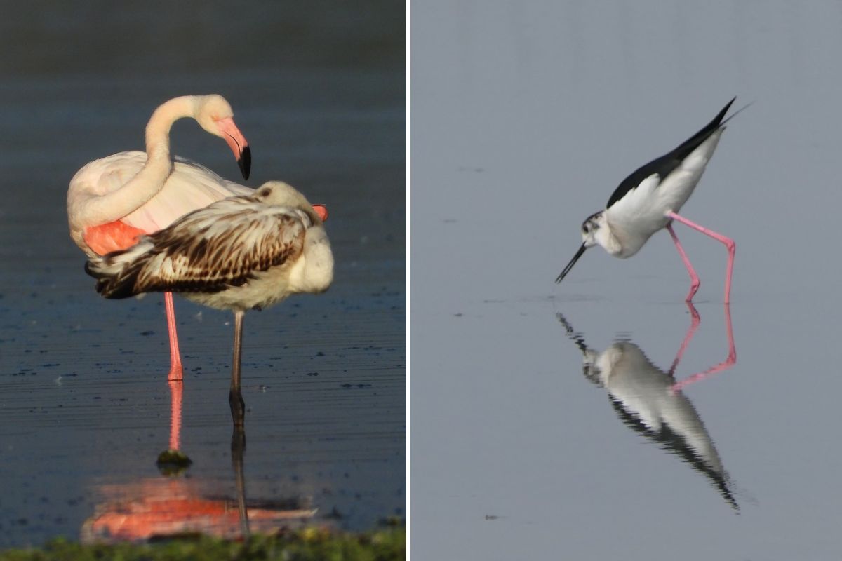 Birds Survey: छत्तीसगढ़ में 25 फरवरी से शुरू होगा पक्षियों का सर्वेक्षण, नौ राज्यों के 70 से ज्यादा पक्षी विशेषज्ञों ने डाला डेरा