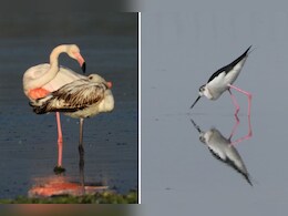 Foreign Birds in Tonk: देसी-विदेशी परिंदों से गुलजार हुए टोंक के तालाब, तस्वीरों में देखें इनके कलरव