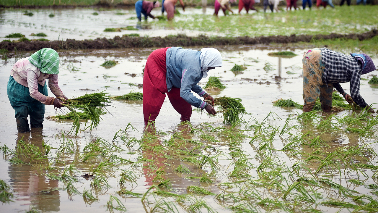 MP News: ओलों से किसानों की फसल बर्बाद! सरकार करेगी मुआवजे का ऐलान?