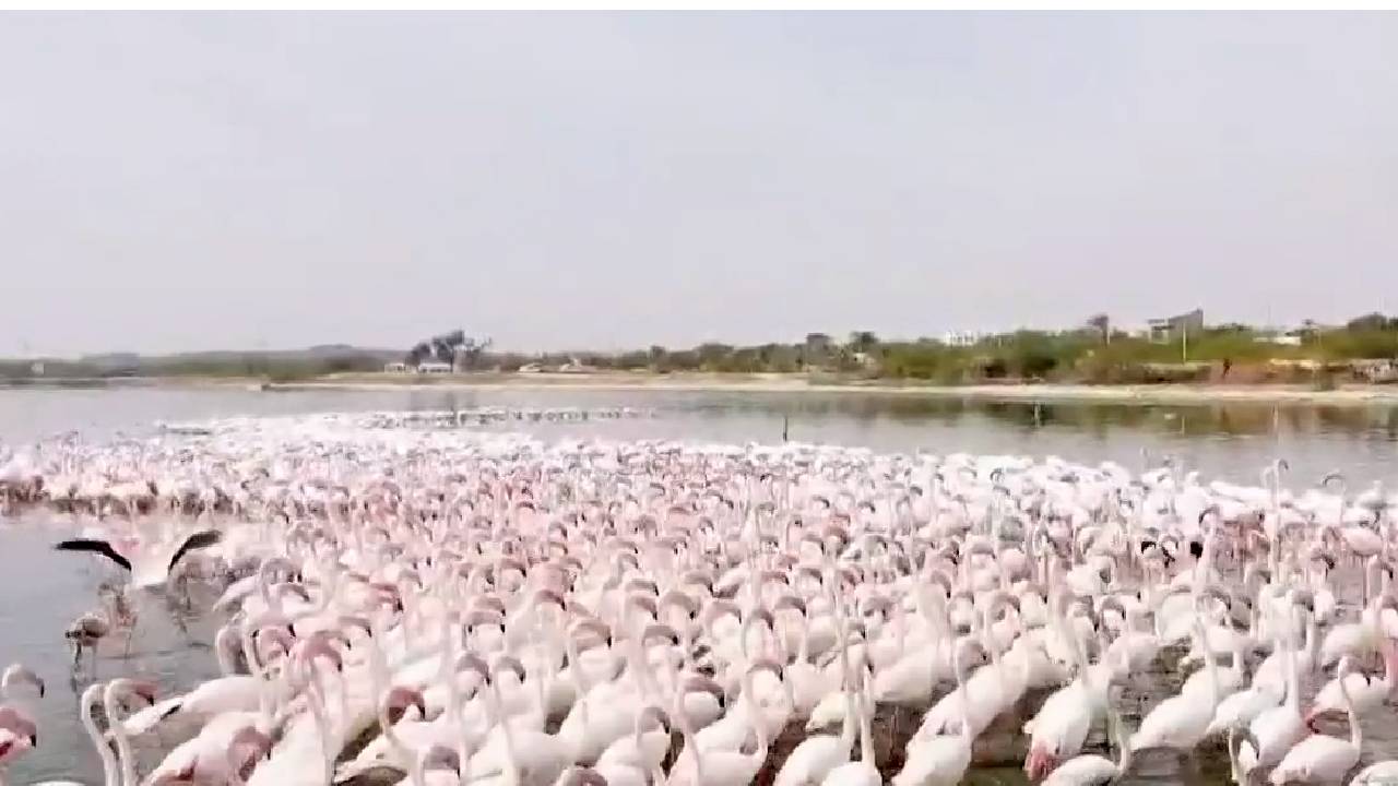 Didwana Became the Home of Flamingo: साइबेरिया से डिडवाना आए ये राजहंस कैसे बन गए भारत के आसमान की शान