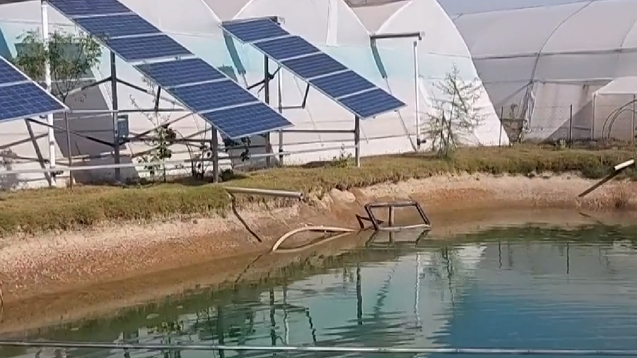 टोंक के किसान पॉलीहाउस फ्रामिंग से बंजर जमीन में भी उगा रहे फसल