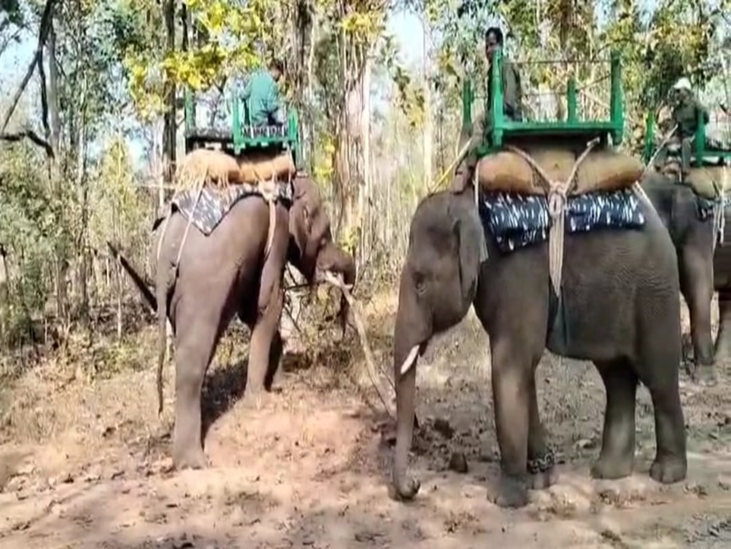 Pench National Park: कर्नाटक से लाए गए 5 हाथी, हर महीने चट कर रहे हैं ₹75 हजार की रोटी! आगे का ये है प्लान...