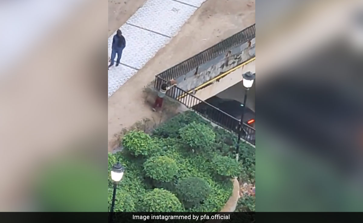 UP Boy Throws Puppy From High-Rise To Death, Case Filed After Video Goes Viral