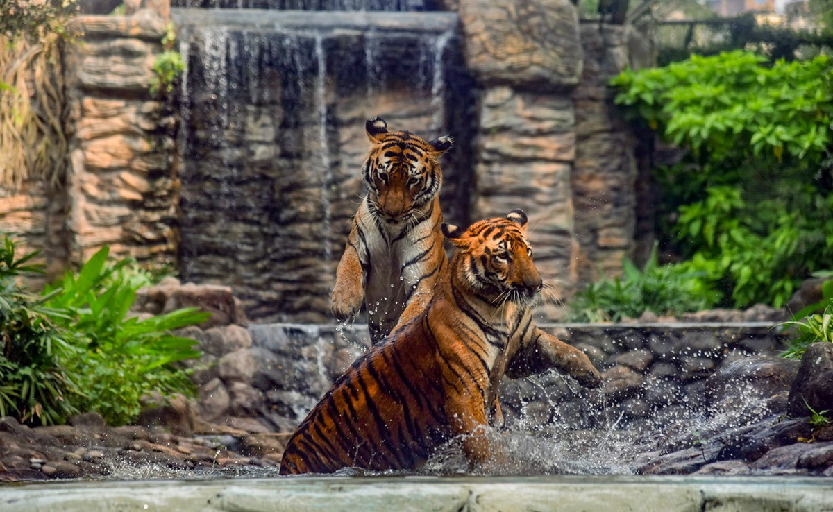 मुकंदरा टाइगर रिजर्व में बाघ लाने की कवायद हुई तेज, मशालपुरा गांव खोने को तैयार नहीं हैं चार परिवार