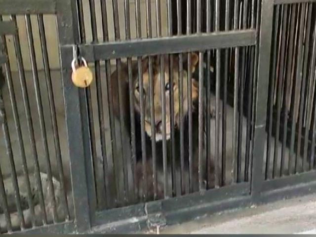 Drunk Man Enters Lion's Enclosure In Tirupati Zoo For Selfie. Mauled To Death