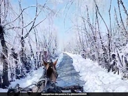 "The Chronicles Of Narnia": A Tonga Ride On Snowy Tracks In Kashmir "The Chronicles Of Narnia": A Tonga Ride On Snowy Tracks In Kashmir