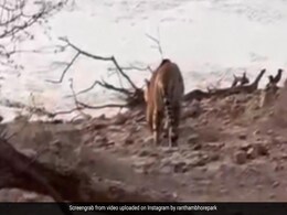 मगरमच्छ को पानी में देखते ही दौड़ी बाघिन रिद्धी, हमला करने के लिए जैसे ही झपटी, फिर जो हुआ... मगरमच्छ को पानी में देखते ही दौड़ी बाघिन रिद्धी, हमला करने के लिए जैसे ही झपटी, फिर जो हुआ...