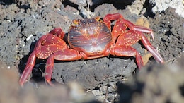 "Exceptionally Dry" Weather Delays Mass Christmas Island Crab Migration
