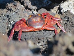"Exceptionally Dry" Weather Delays Mass Christmas Island Crab Migration "Exceptionally Dry" Weather Delays Mass Christmas Island Crab Migration