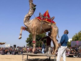 700 साल पुराने मल्लीनाथ पशुमेले का आगाज, दिखेगा ऊंटो का करतब, लूनी नदी में गूंजेगी घोड़ो की टॉप  700 साल पुराने मल्लीनाथ पशुमेले का आगाज, दिखेगा ऊंटो का करतब, लूनी नदी में गूंजेगी घोड़ो की टॉप